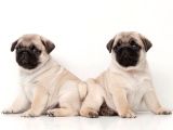 Gül Kuyruk Kisa Pug Yavrular Her Yere Gönderi̇li̇r
