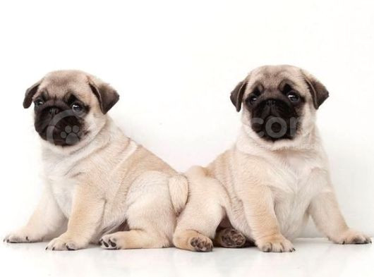 Gül Kuyruk Kisa Pug Yavrular Her Yere Gönderi̇li̇r görsel