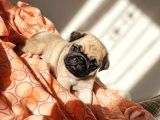 Üst Kali̇te Safkan Pug Yavrulari