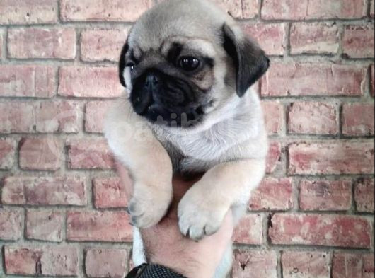 Irk Garanti̇li̇ Pug Yavrulari görsel