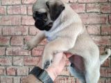 Irk Garanti̇li̇ Pug Yavrulari