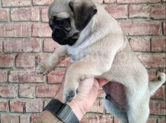 Irk Garanti̇li̇ Pug Yavrulari görsel