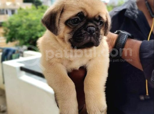 Hari̇ka Pug Yavrulari görsel