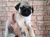 IRK GARANTİLİ PUG YAVRULARI