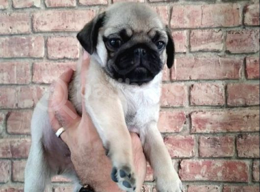 Irk Garanti̇li̇ Pug Yavrulari
