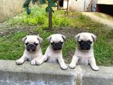 Gül Kuyruk Kisa Pug Yavrular Her Yere Gönderi̇li̇r