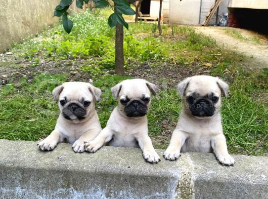 Gül Kuyruk Kisa Pug Yavrular Her Yere Gönderi̇li̇r görsel