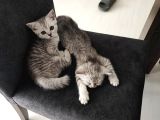 British Shorthair Beyaz Yavru