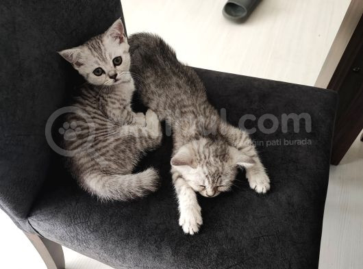 British Shorthair Beyaz Yavru görsel