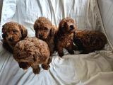 Ev Ortamından Red Toy Poodle Yavrular