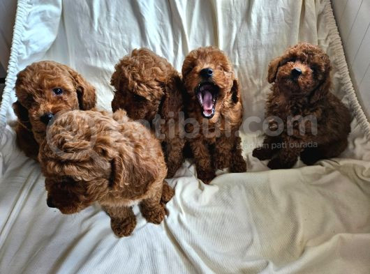 Ev Ortamından Red Toy Poodle Yavrular görsel