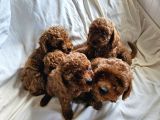 Ev Ortamından Red Toy Poodle Yavrular