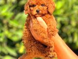 Kıpkırmızı Red Tooy Poodle Sevimli Yavrular 