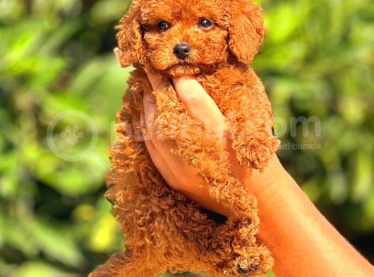 Kıpkırmızı Red Tooy Poodle Sevimli Yavrular  görsel
