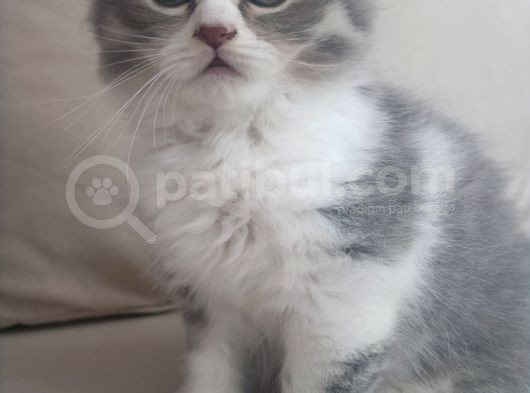 2 Aylık Çok Cana Yakın Yavru Kedi görsel
