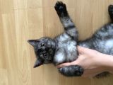 British Shorthair Beyaz Yavru