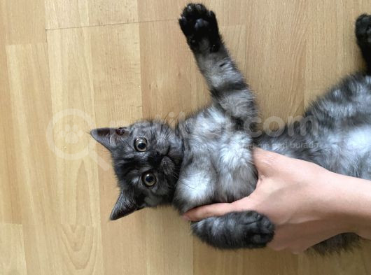 British Shorthair Beyaz Yavru görsel
