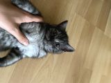 British Shorthair Beyaz Yavru