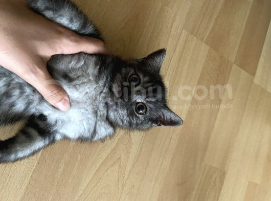 British Shorthair Beyaz Yavru görsel