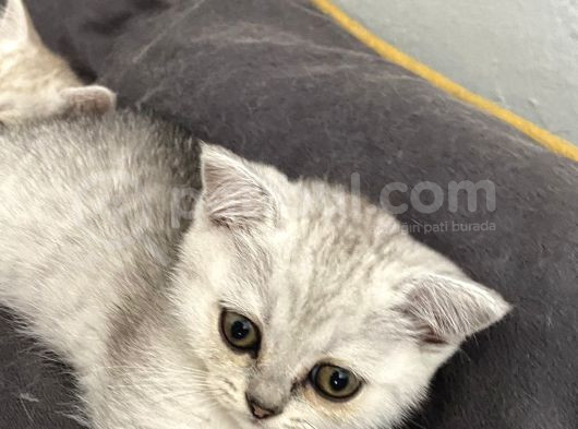 British Shorthair Beyaz Yavru görsel