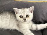 british Shorthair Beyaz yavru