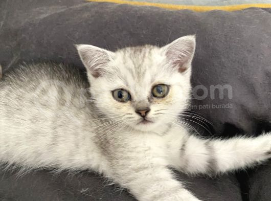 British Shorthair Beyaz Yavru
