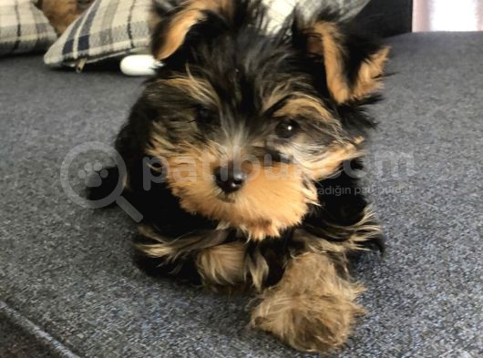 Teacup Yorkshi̇re Yavru