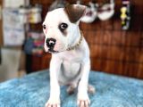 Hem Bekçi̇ Hem Çocuk Dostu Bulldog