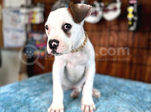 Hem Bekçi̇ Hem Çocuk Dostu Bulldog görsel