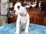 Hem Bekçi̇ Hem Çocuk Dostu Bulldog