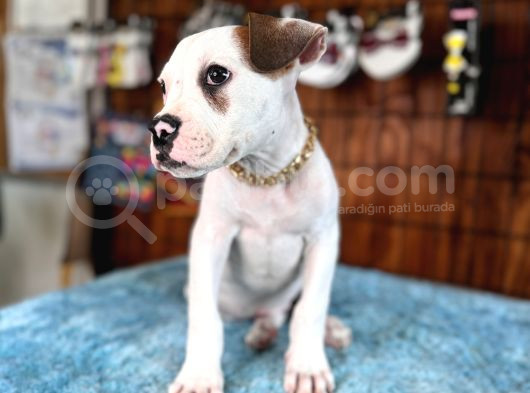 Hem Bekçi̇ Hem Çocuk Dostu Bulldog görsel