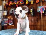 HEM BEKÇİ HEM ÇOCUK DOSTU BULLDOG