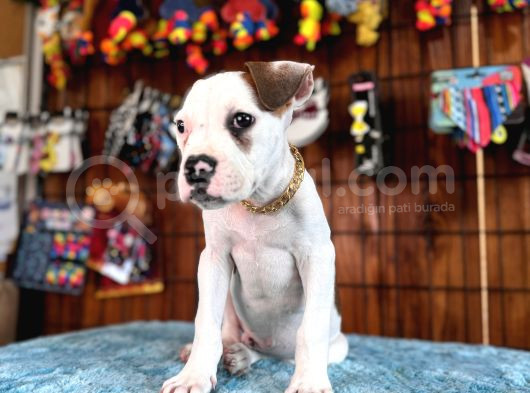 Hem Bekçi̇ Hem Çocuk Dostu Bulldog