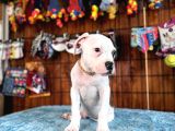 Hem Bekçi̇ Hem Çocuk Dostu Bulldog