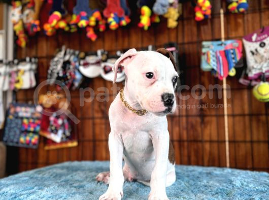 Hem Bekçi̇ Hem Çocuk Dostu Bulldog görsel