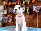 Hem Bekçi̇ Hem Çocuk Dostu Bulldog