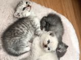 Minnoş Scottish Fold