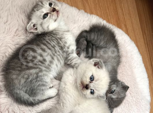 Minnoş Scottish Fold görsel