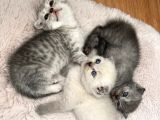 Minnoş Scottish Fold