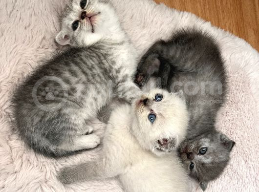 Minnoş Scottish Fold görsel