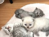 Minnoş Scottish Fold