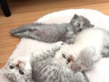 Minnoş Scottish Fold