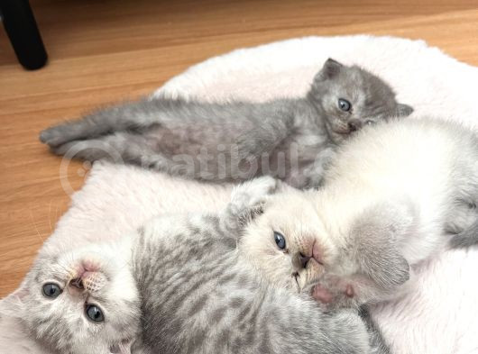 Minnoş Scottish Fold görsel