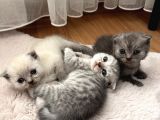 Minnoş Scottish Fold