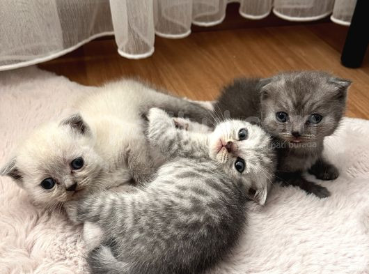 Minnoş Scottish Fold