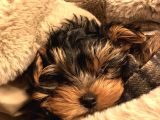 Teacup Yorkshi̇re Yavru