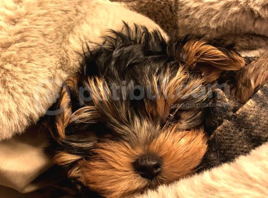Teacup Yorkshi̇re Yavru görsel