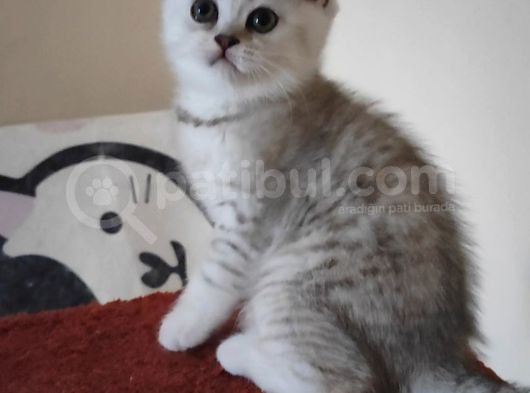 British Shorthair görsel