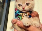 2 Aylık British Shorthair Golden Yavrumuz Sahibini Arıyor