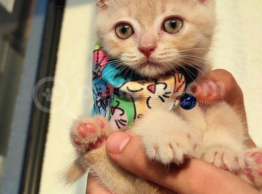 2 Aylık British Shorthair Golden Yavrumuz Sahibini Arıyor görsel